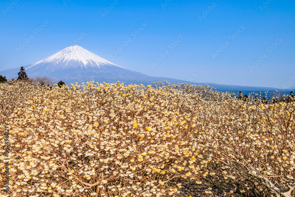 群生しているミツマタと富士山