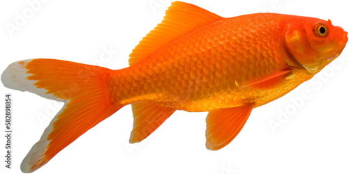 Photography View from the side of a goldfish in water