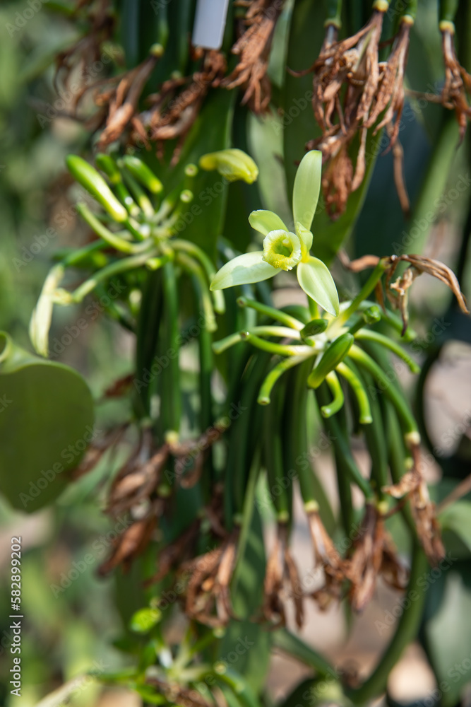 After vanilla orchids have been pollinated, the vanilla pods begin to develop. Fresh vanilla pods are typically harvested when they are mature, which can take up to 9 months after pollination. After vanilla orchids have been pollinated, the vanilla pods begin to develop. Fresh vanilla pods are typically harvested when they are mature, which can take up to 9 months after pollination.