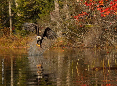 bald eagle pulling fish from water
