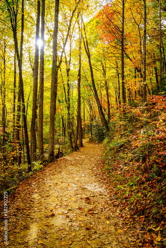 Hiking trail in a forest in fall