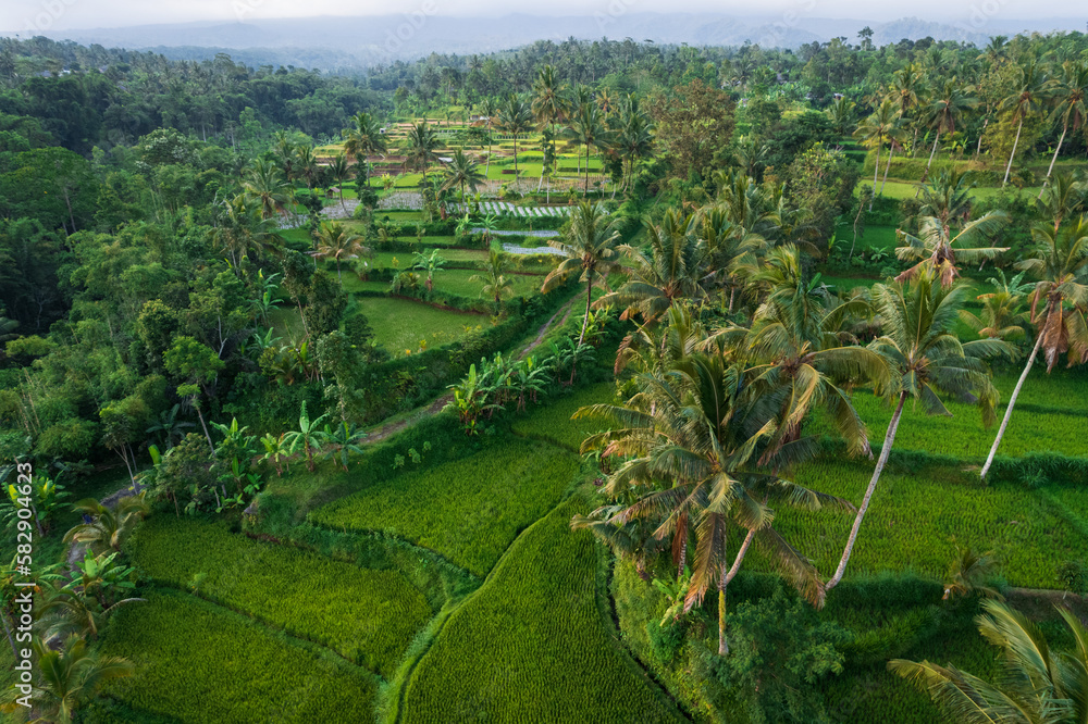 East Lombok regency rice fields aerial view
