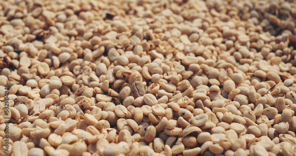 Raw coffee beans heap dry green seed unroasted grain in eco farm. Aroma espresso farm plant coffee bean agriculture objects. Sun dried Freshness Arabica processing harvest black coffee Raw coffee beans heap dry green seed unroasted grain in eco farm. Aroma espresso farm plant coffee bean agriculture objects. Sun dried Freshness Arabica processing harvest black coffee