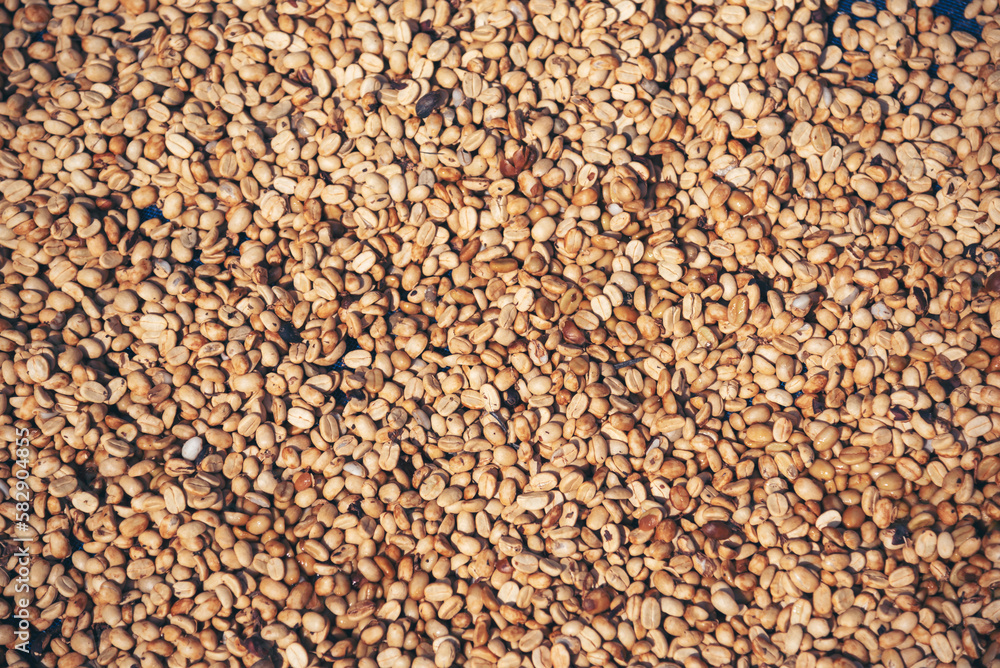 Raw coffee beans heap dry green seed unroasted grain in eco farm. Aroma espresso farm plant coffee bean agriculture objects. Sun dried Freshness Arabica processing harvest black coffee Raw coffee beans heap dry green seed unroasted grain in eco farm. Aroma espresso farm plant coffee bean agriculture objects. Sun dried Freshness Arabica processing harvest black coffee
