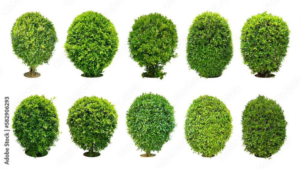 Trees, shrubs (bonsai), trimmed round shape For decorating the garden ...