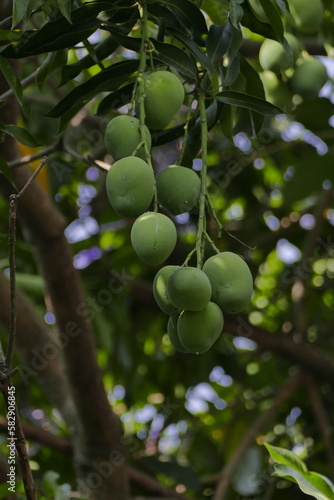 Mangos on tree