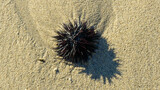 A sea urchin on the paradisiacal sand of Nikiti's beaches