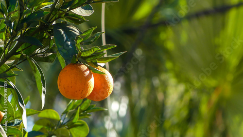 Des Agrumes à Profusion : Le Parfum de Citrons et d'Oranges en Grèce photo