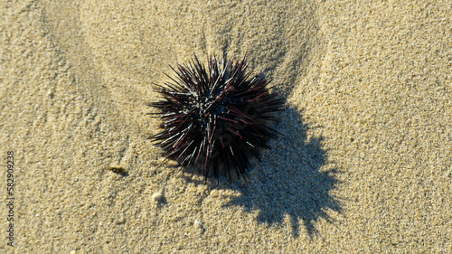 A sea urchin on the paradisiacal sand of Nikiti's beaches © Hilea