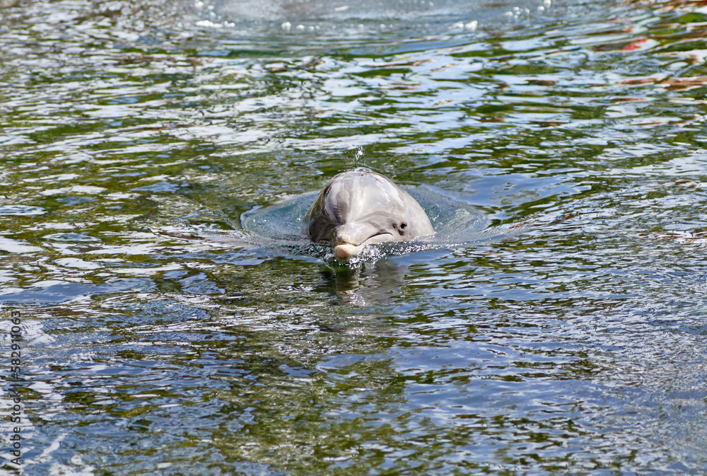 Fototapeta premium Trained Dolphins swimming with head and fins above water