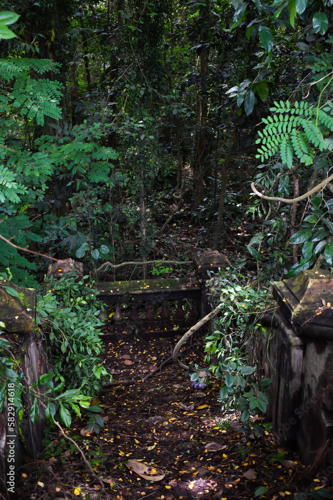 An old steps covered with plants and forest in the background, Nature concept vintage An old steps covered with plants and forest in the background, Nature concept vintage
