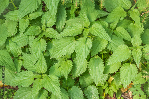 The nettle, Urtica dioica, with green leaves grows in natural thickets. Medicinal wild plant nettle. Nettle grass with fluffy green leaves.