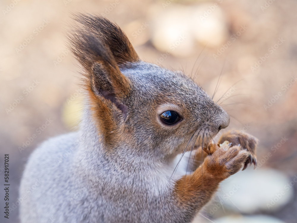 Fototapeta premium The squirrel with nut sits on tree in the autumn. Eurasian red squirrel, Sciurus vulgaris.