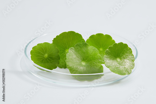 A glass petri dish with gotu kola (Centella asiatica) placed on. Research and develop natural organic beauty skincare product concept.
