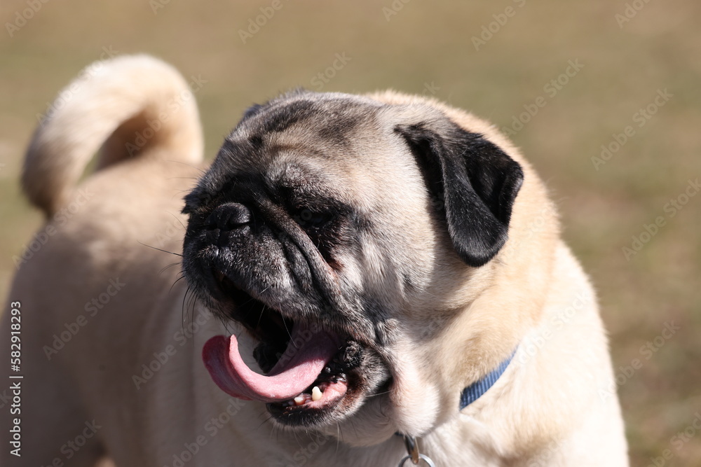 Portrait of a pug yawning