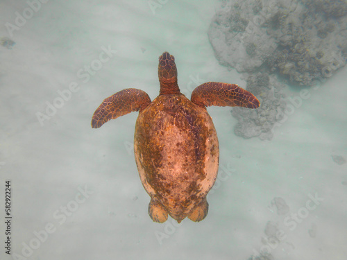 Turtle Swimming Underwater