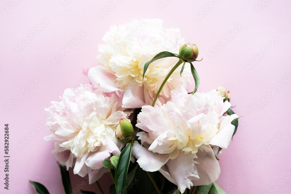 White peonies on a pink background. Free space for your inscription. Beautiful holiday card. Mother's Day. Love and romantic concept White peonies on a pink background. Free space for your inscription. Beautiful holiday card. Mother's Day. Love and romantic concept