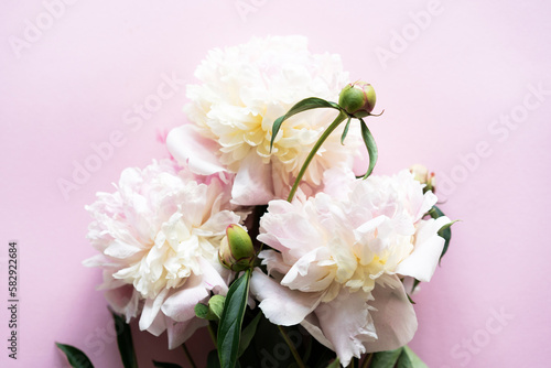 White peonies on a pink background. Free space for your inscription. Beautiful holiday card. Mother's Day. Love and romantic concept