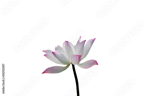 Close-up view of lotus flower on png file at transparent background.