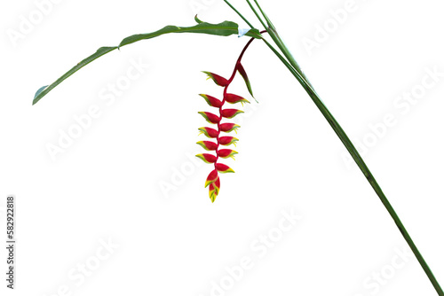 heliconia flower image isolated on a png file at transparent background photo