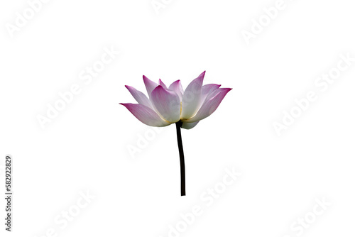 Close-up view of lotus flower on png file at transparent background.