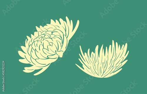 Elegant simple isolated yellow morifolium in botany illustration photo