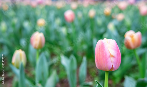 pink tulips blooming in spring
