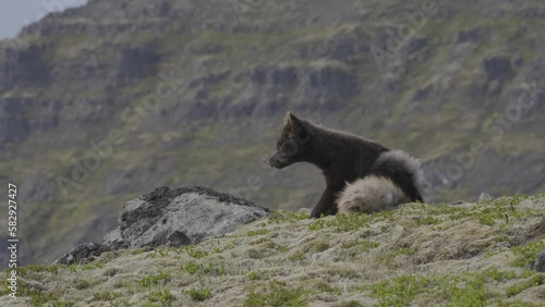 Arctic fox in the Westfjords of Iceland