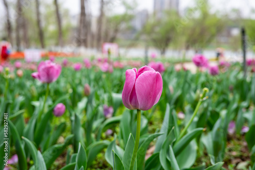 rose red tulips blooming in spring