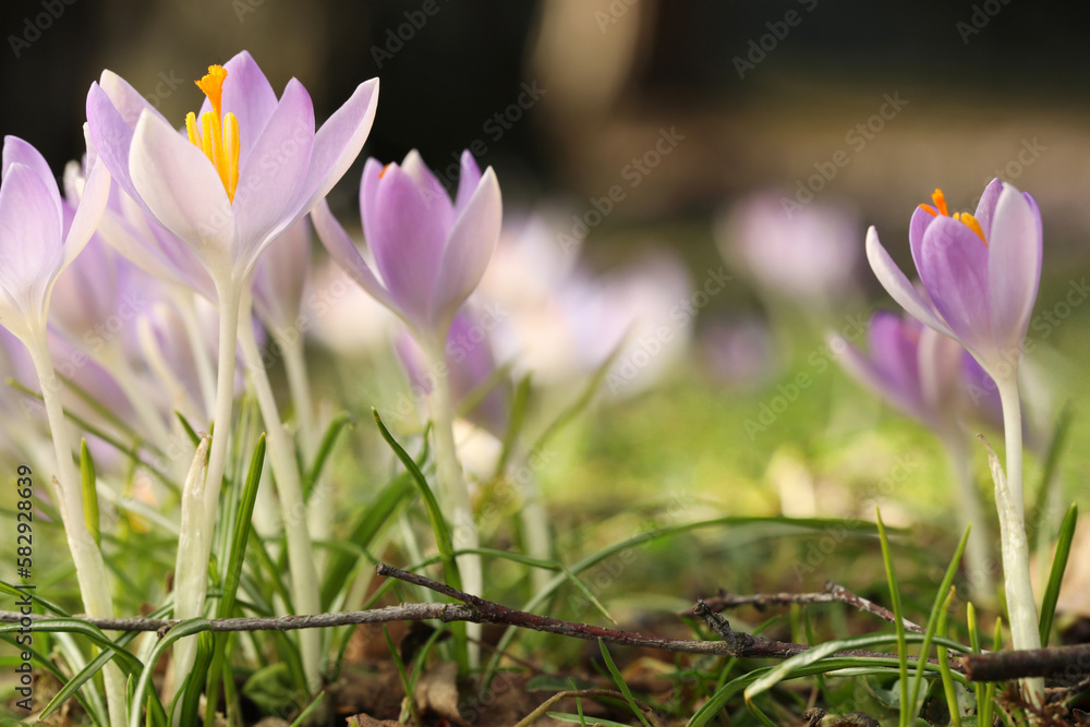 Beautiful crocus flowers growing outdoors, closeup view Beautiful crocus flowers growing outdoors, closeup view