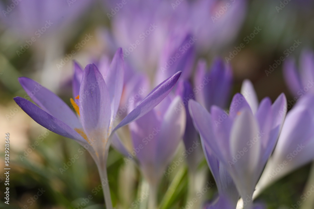Beautiful crocus flowers growing outdoors, closeup view Beautiful crocus flowers growing outdoors, closeup view