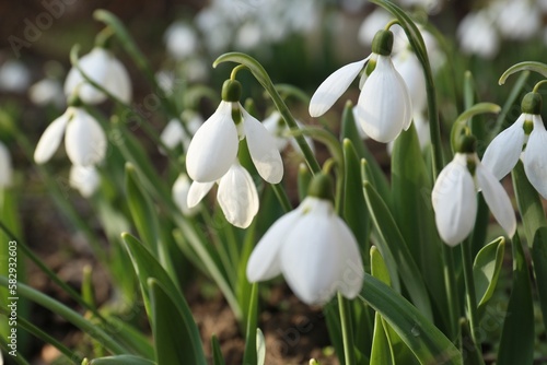 Fototapeta Naklejka Na Ścianę i Meble -  Beautiful white blooming snowdrops growing outdoors, closeup