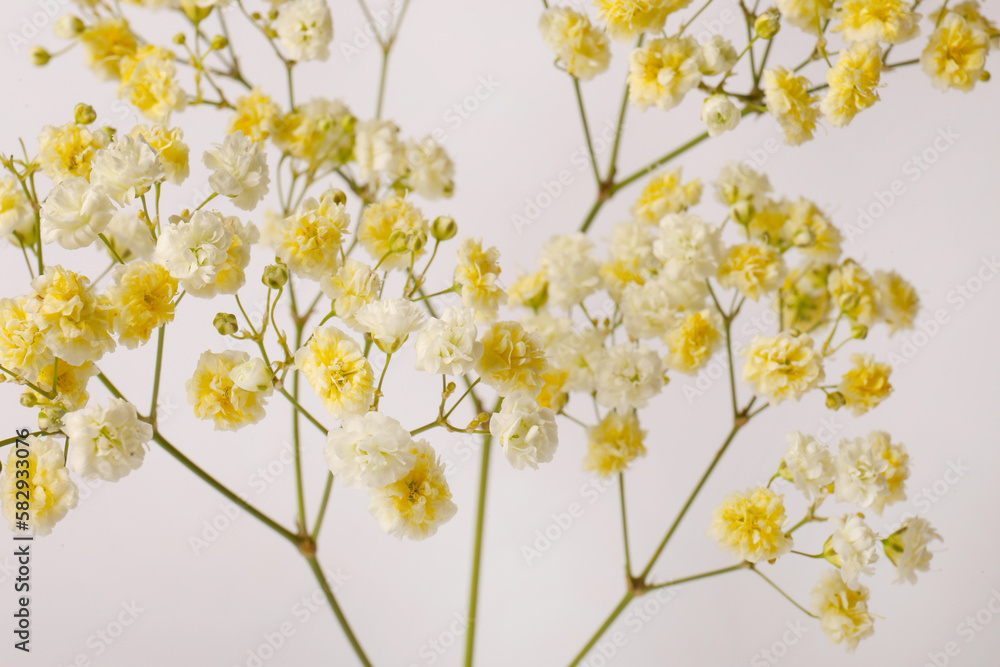 Beautiful colorful gypsophila flowers on white background, closeup
