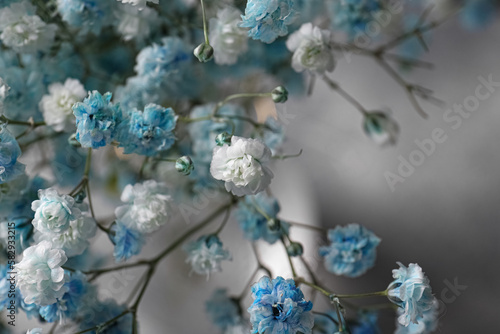 Beautiful dyed gypsophila flowers on light grey background, closeup
