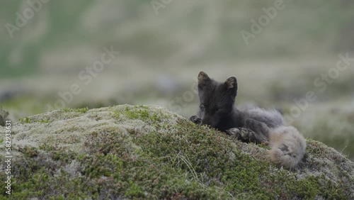 Arctic fox relaxing in the Westfjords of Iceland - 2