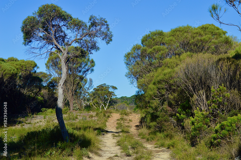 A fire trail through bushland in the Blue Mountains of Australia