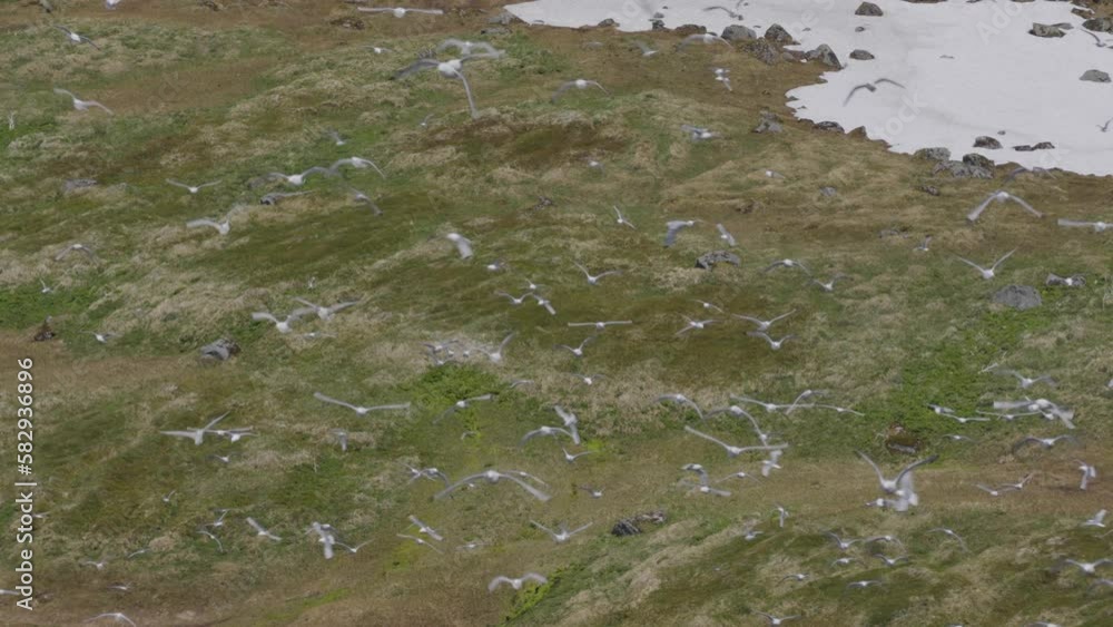 Flock of birds flying in the Westfjords of Iceland - 1 Flock of birds flying in the Westfjords of Iceland - 1