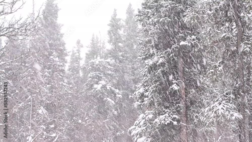 Alaska forest in a snowstorm. Alaska forest in a snowstorm.