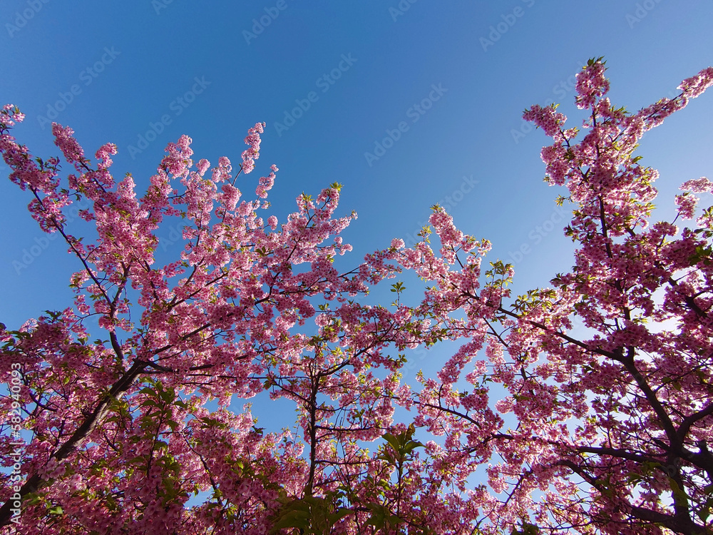 pink cherry blossom and clear sky / 満開の河津桜と青空(逆光で撮る早咲き桜) pink cherry blossom and clear sky / 満開の河津桜と青空(逆光で撮る早咲き桜)