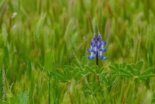 Lonely lupine in grass - super bloom coming