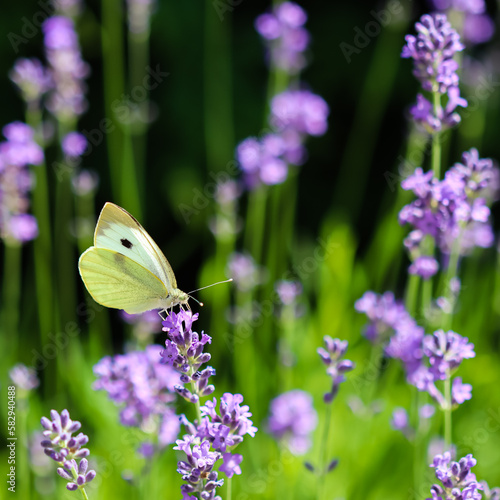 Beautiful yellow Gonepteryx rhamni or common brimstone butterfly on a purple lavender flower photo