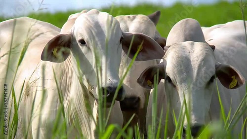 Close up shot of the heads of two white Nelore cows standing in the grass.
 photo