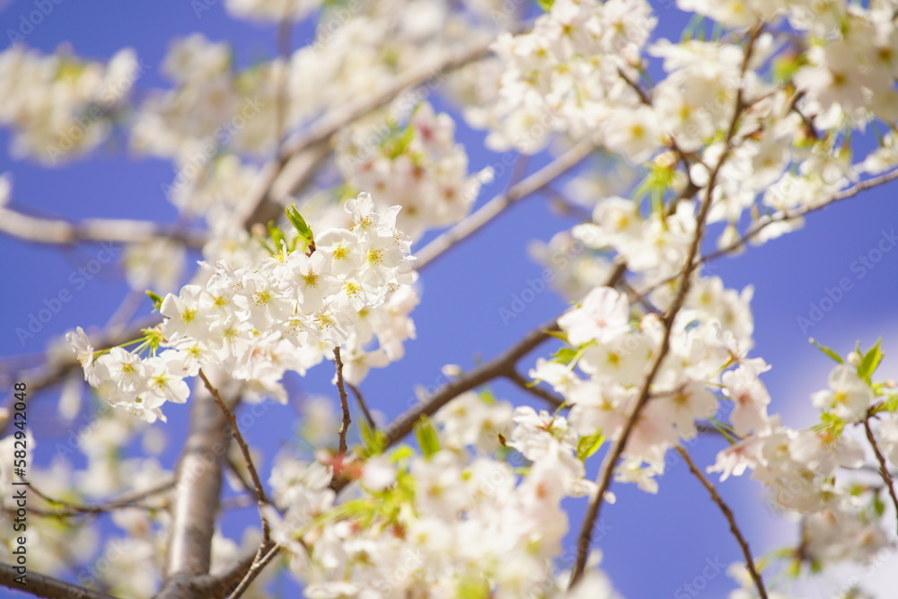 Obraz premium 有栖川公園に咲く桜の花