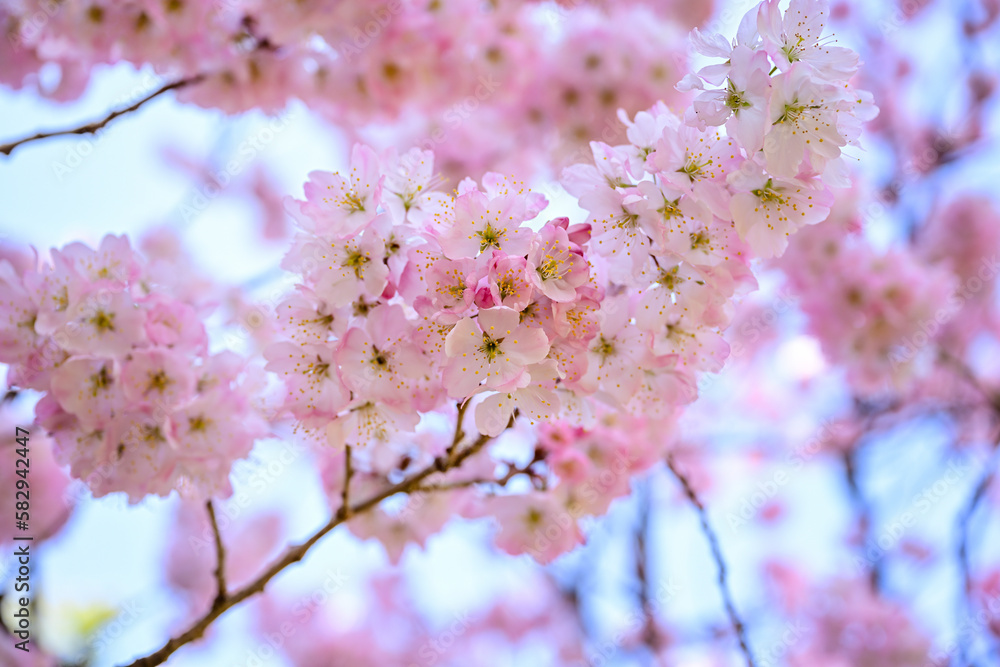 Obraz premium 春めき桜