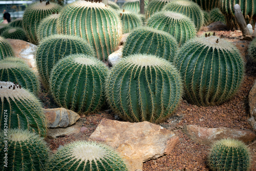 Group of cactus, cactus, desert plants used for interior decoration Group of cactus, cactus, desert plants used for interior decoration
