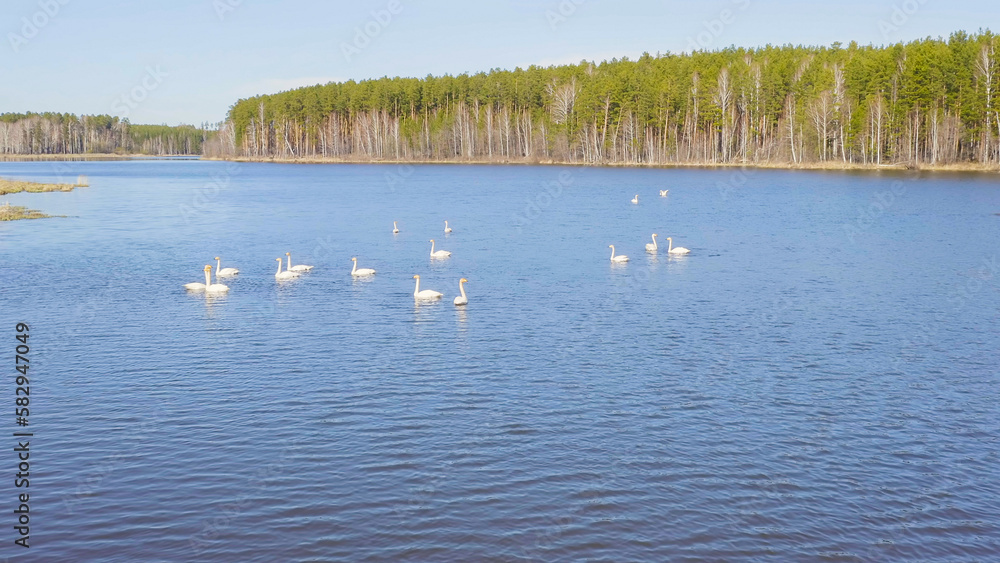 Russia, the Urals. Whooper swan on the open water of the pond. Latin name Cygnus cygnus. Spring, Aerial View