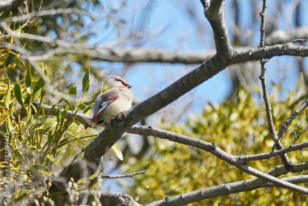 japanese waxwing on a mistletoe tree japanese waxwing on a mistletoe tree