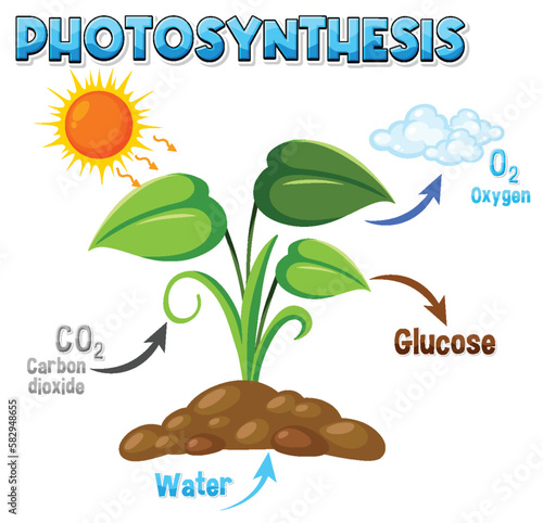 Diagram of Photosynthesis for biology and life science education