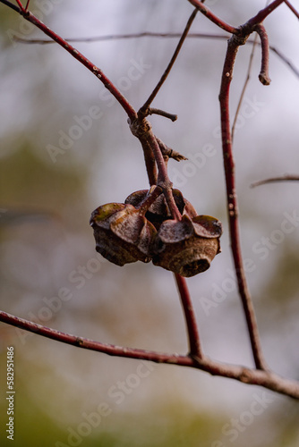 branch with buds