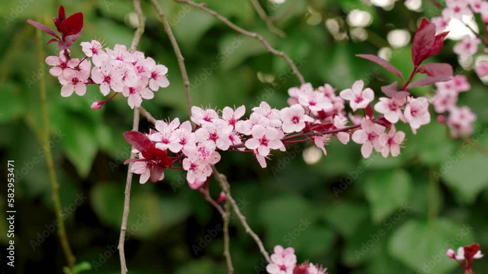 Pink flowers of cherry plum tree. Prunus cerasifera Pink flowers of cherry plum tree. Prunus cerasifera